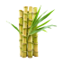 sugarcane-on-transparent-background-free-png