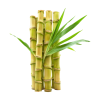 sugarcane-on-transparent-background-free-png