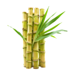 sugarcane-on-transparent-background-free-png