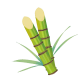 sugercane