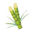 sugercane